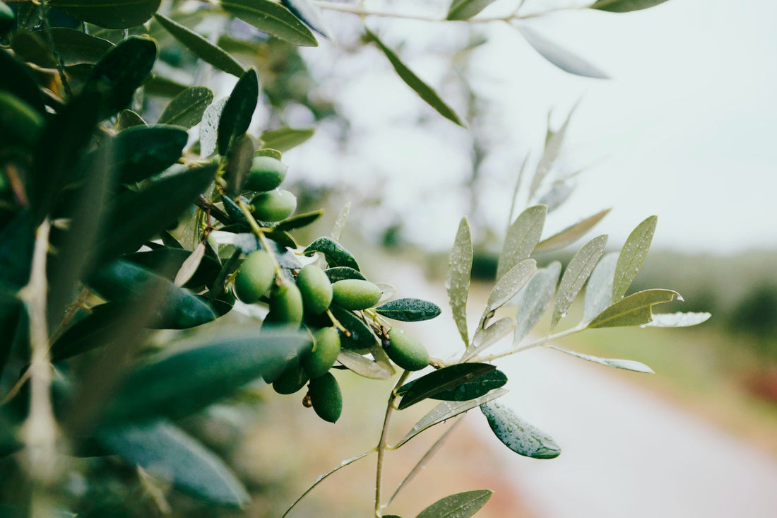 Your Olive Oil Cooking Questions Answered Cole & Mason UK