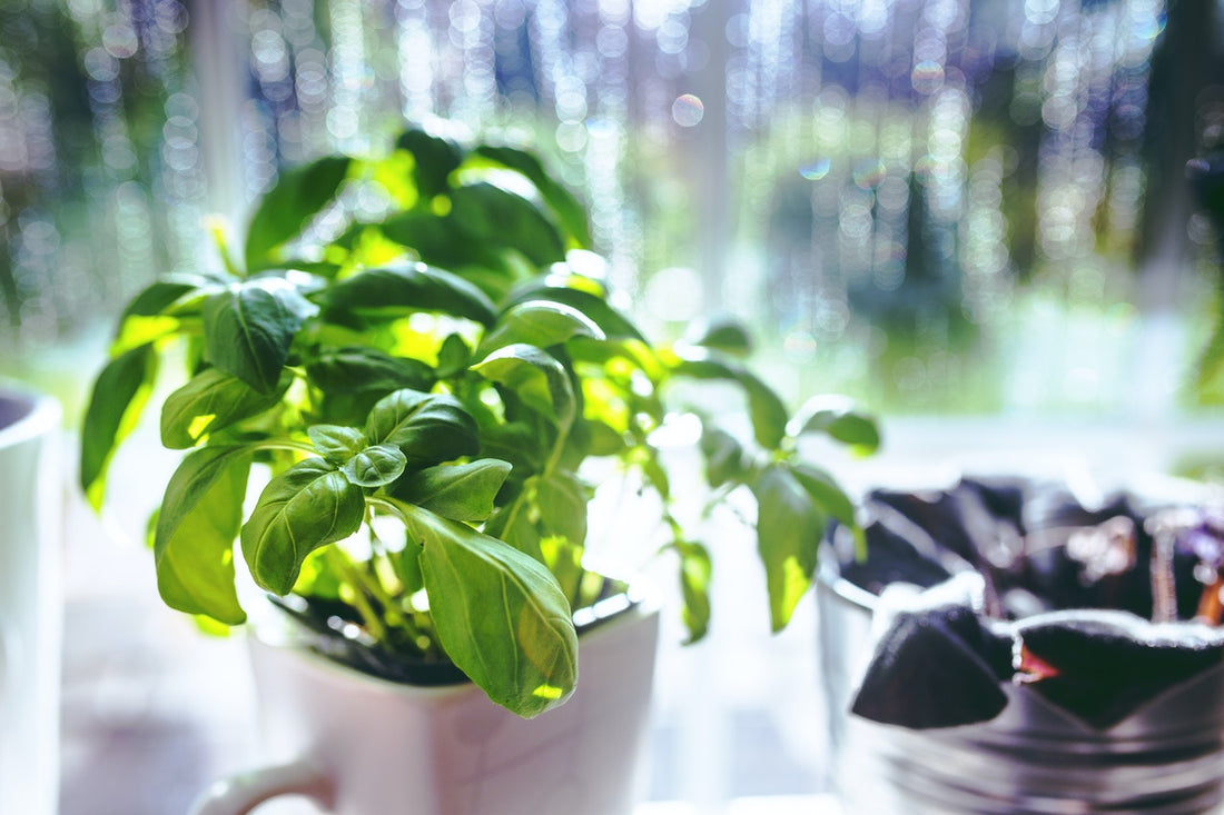 Growing Herbs at Home Cole & Mason UK
